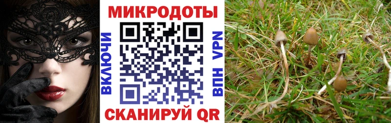 Галлюциногенные грибы Cubensis наркота Цоци-Юрт